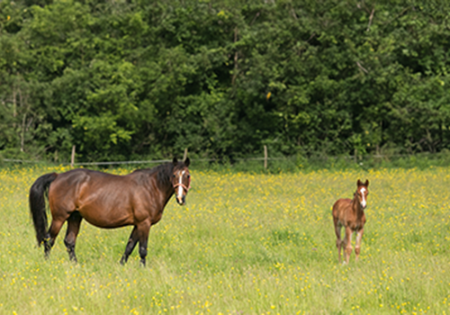 Een persoon poetst de tanden van een kleine witte en bruine hond met een rode tandenborstel.