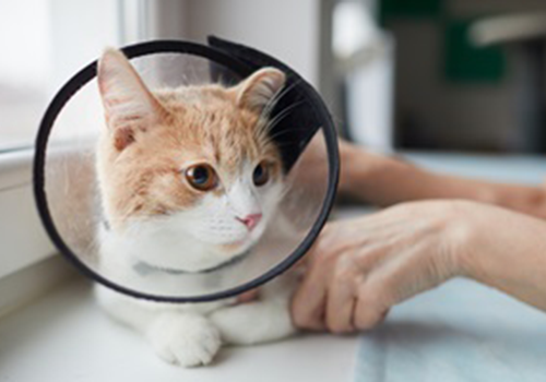 Een persoon poetst de tanden van een kleine witte en bruine hond met een rode tandenborstel.