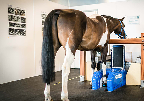 Een persoon poetst de tanden van een kleine witte en bruine hond met een rode tandenborstel.