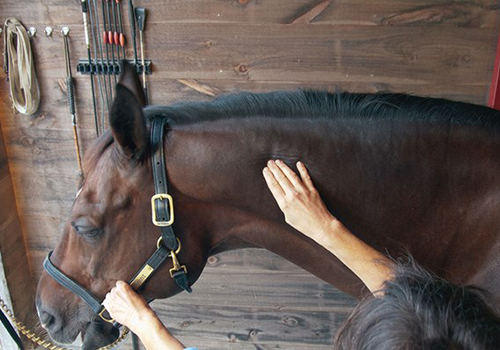 Een persoon poetst de tanden van een kleine witte en bruine hond met een rode tandenborstel.