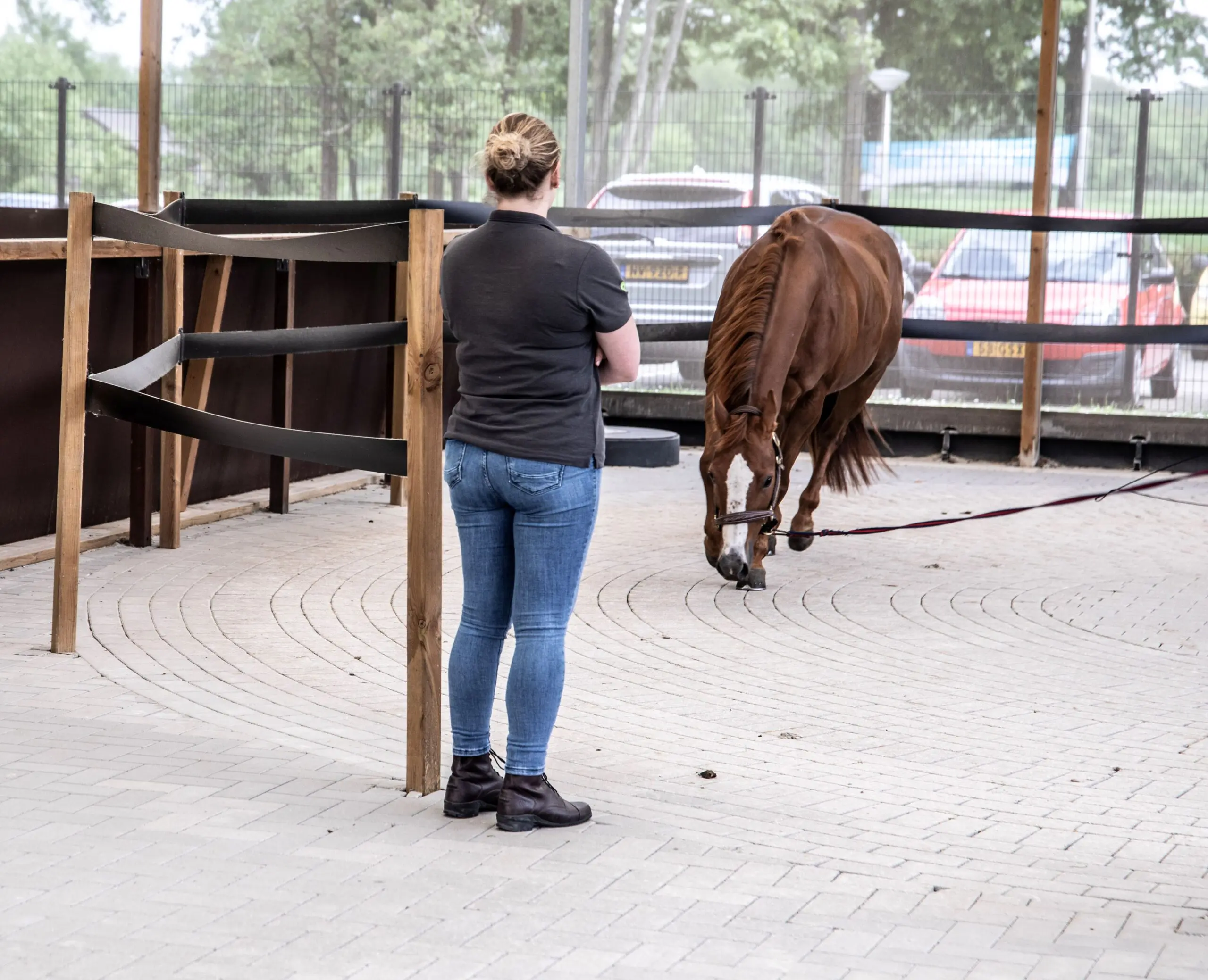 Een persoon poetst de tanden van een kleine witte en bruine hond met een rode tandenborstel.