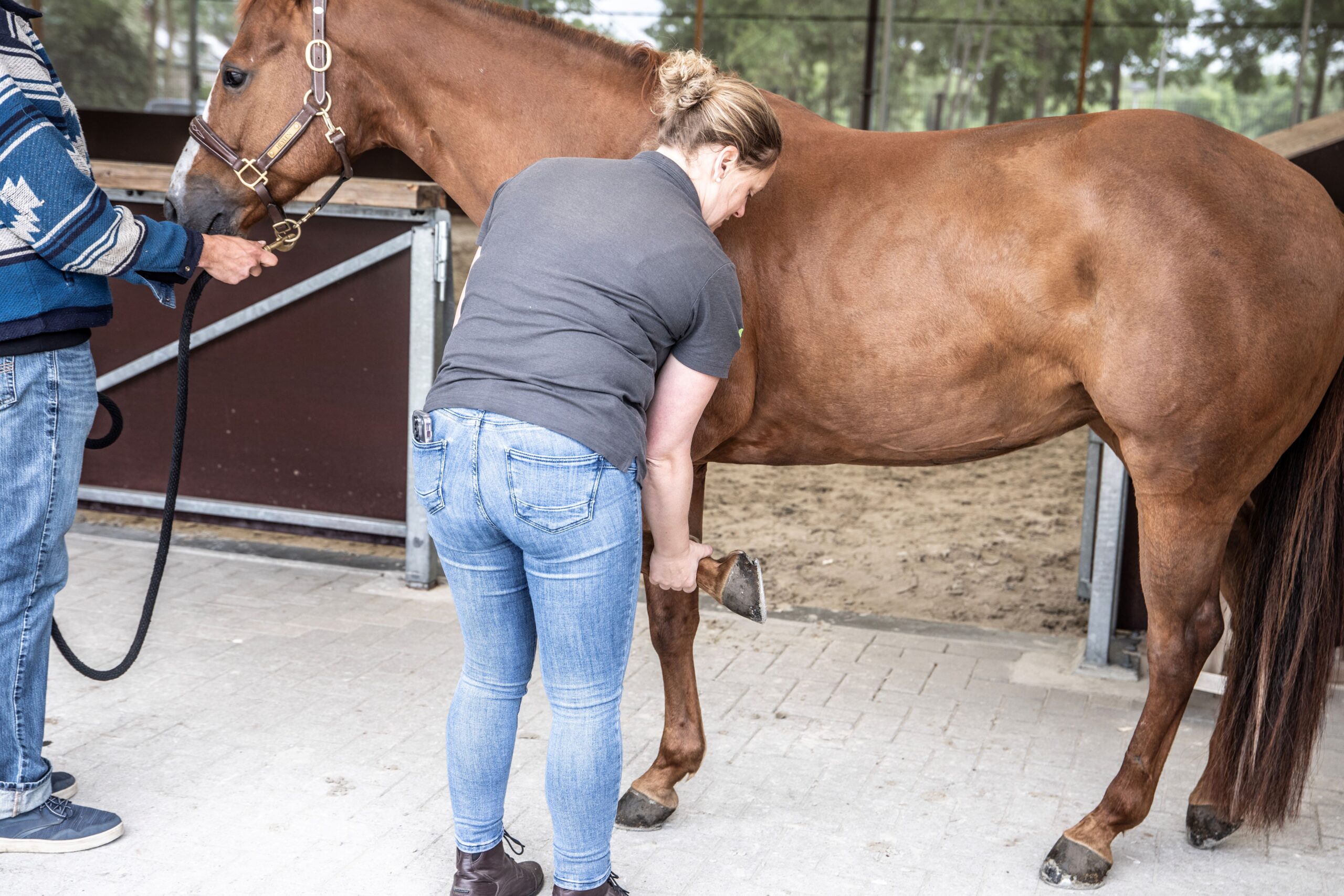 Een persoon poetst de tanden van een kleine witte en bruine hond met een rode tandenborstel.