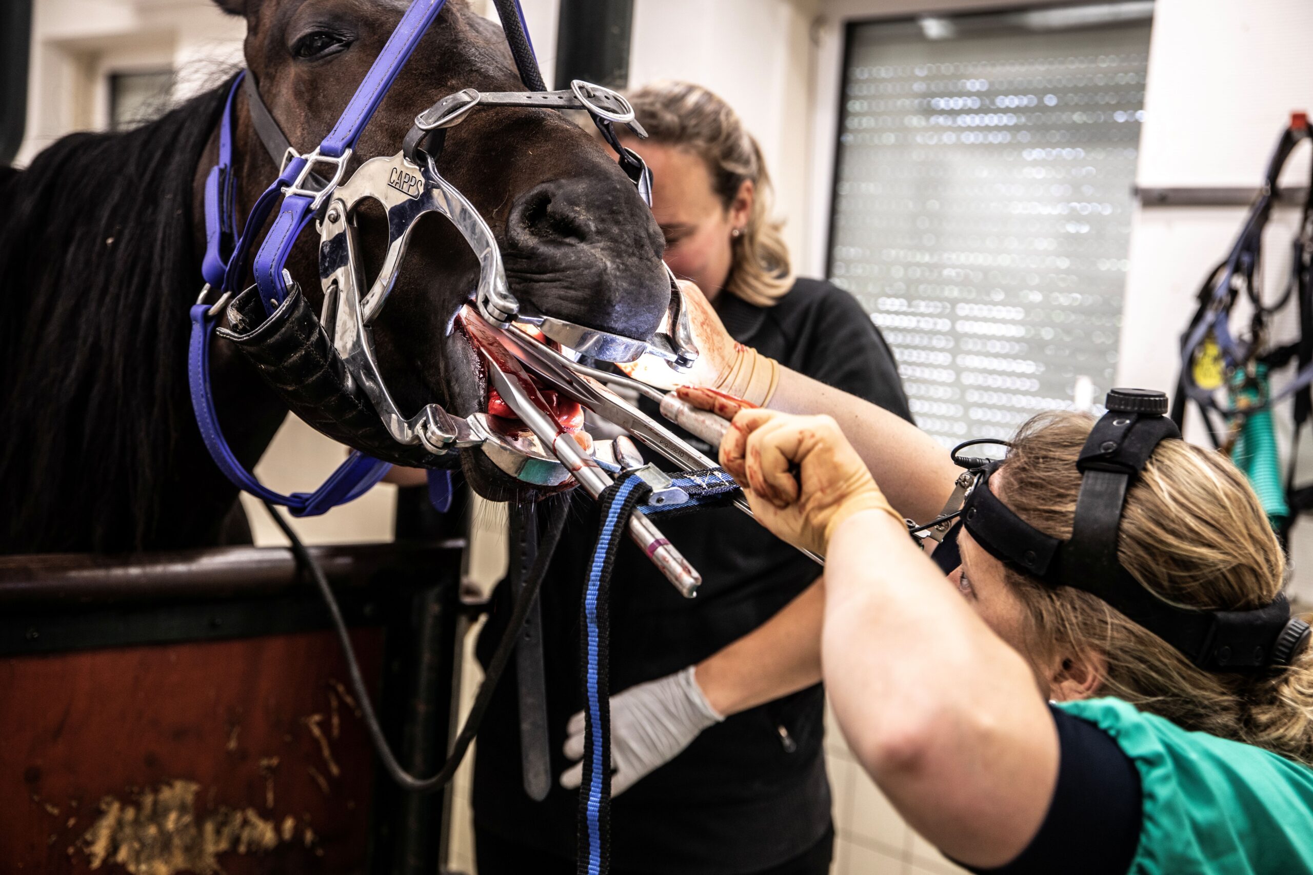 Een persoon poetst de tanden van een kleine witte en bruine hond met een rode tandenborstel.