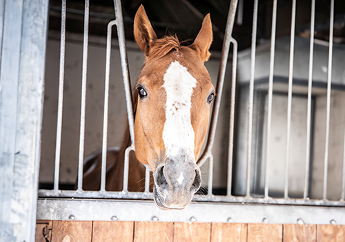 Een persoon poetst de tanden van een kleine witte en bruine hond met een rode tandenborstel.