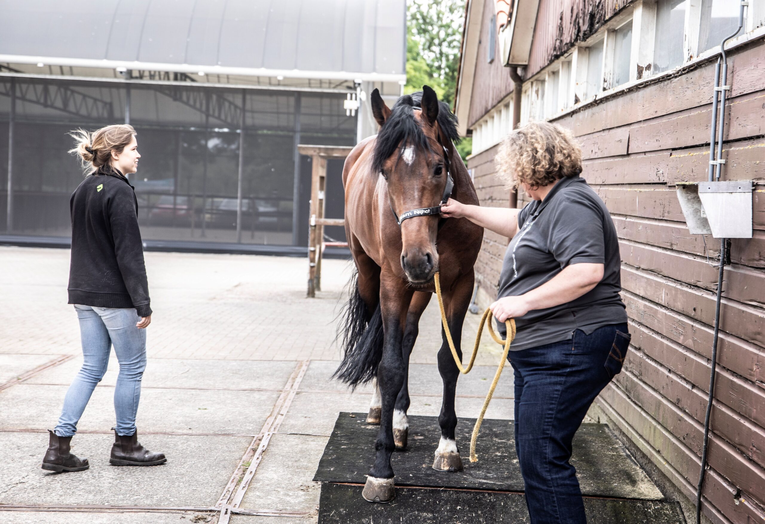 Een persoon poetst de tanden van een kleine witte en bruine hond met een rode tandenborstel.