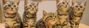 Kittens, Dierenkliniek Emmeloord