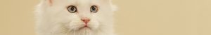 Close up van een witte kat, Dierenkliniek Emmeloord en Urk