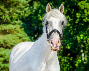 Witte pony, Dierenkliniek Emmeloord